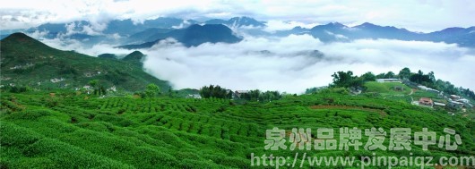 安溪茶山茶园2_副本