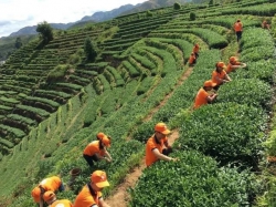 安溪茶叶电商销量排全国第二  全省5县上榜阿里平台农产品电商销售50强