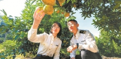 永春芦柑热销“一带一路”—— 本产季出口量预计增长30%