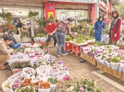 年宵花市场暖意浓——上市量比增超20%